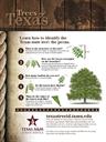 Texas State Tree - Pecan