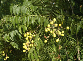 Soapberry leaves and berries