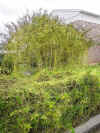Dodder growning in a hedge