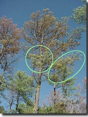 Several pine trees that have been attacked and killed by Ips engraver beetles. Notice that some of the lower branches on the tree in the center still have green needles. 