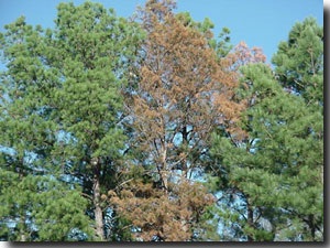 The pine tree with red needles has been attacked and killed by pine engraver beetles. Notice that other adjacent pine trees have not been attacked. Engraver beetles tend to select stressed or weakened
