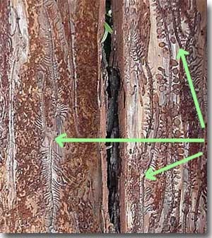 Extensive activity of Ips bark beetles is shown in the inner bark of a pine tree