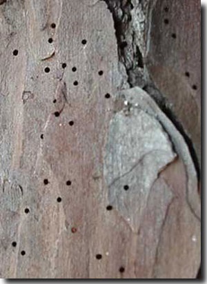 Exit holes are made in the outer bark of pine trees 