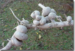 Heavy infestation of gouty oak gall on the branch of a live oak tree