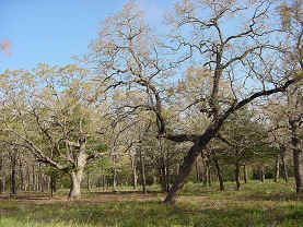 Post oaks defoliated by katydids