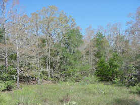 Cedars and elms (trees with green foliage in this photo) are targets for egg-laying, but post oaks are preferred as food by nymphs and adult katydids