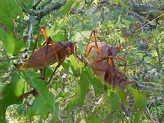 Adult katydids 