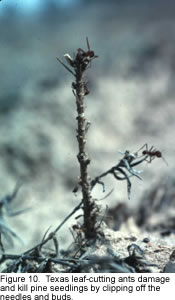 Photo of seedling damaged by leaf-cutting ant