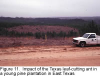 Impact of leaf-cutting on young pine forest