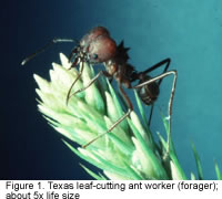 Enlarged Photo Of Leaf Cutting Ant