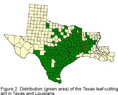 Manage Forests And Land | LEAF-CUTTING ANT TFS