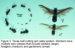 Photo showing different sizes of leaf-cutting ants 