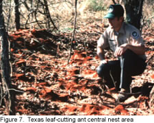 Photo of Central nest area