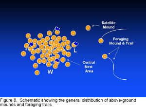 Schematic showing the general distribution of above-ground mounds and foraging trails