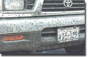 Lovebugs on the front bumper of a truck.