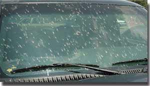 Lovebugs on a windshield