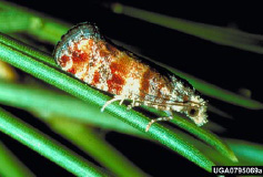 Adult Nantucket Pine Tip Moth