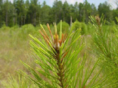 Loblolly Pine Shoot Damaged by Pine Tip Moth