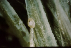 Pin Tip Moth Egg