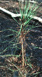 Pine Regeneration Weevil - Signs of Attack