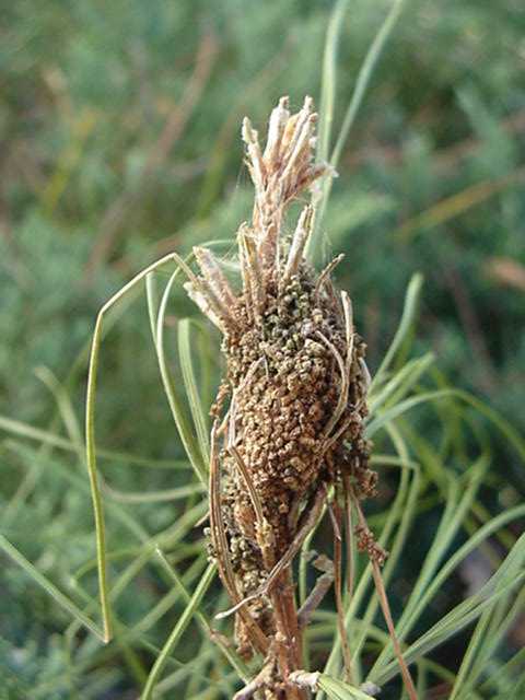 Pine Webworm - Typical Nest