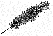 Pine Webworm