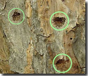Sawyer beetles chew cone-shaped depressions in pine bark 