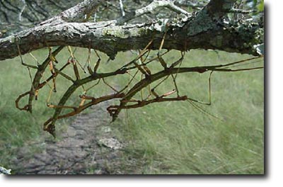 A group of about six giant walkingsticks hanging out on a tree branch