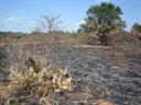RECENTLY BURNED GRASSLAND LEAVES BURNED CEDAR AND PRICKLY PEAR