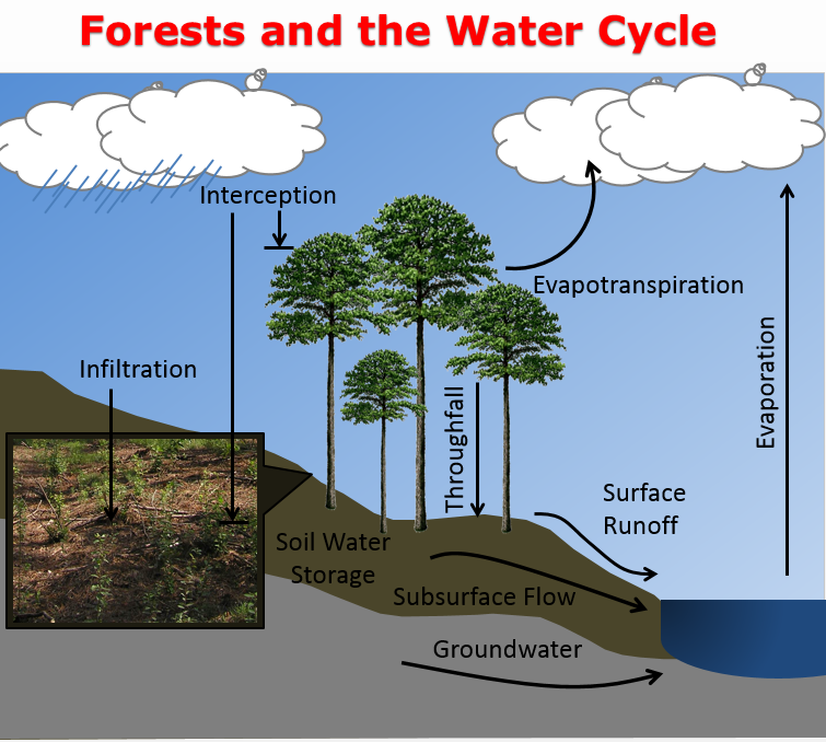 Manage Forests and Land | Forest and Water Relationship TFS