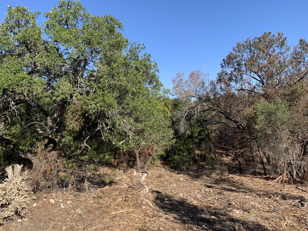 Dense woody vegetation in close proximity to multiple structures near a community in Bell County, Texas.
