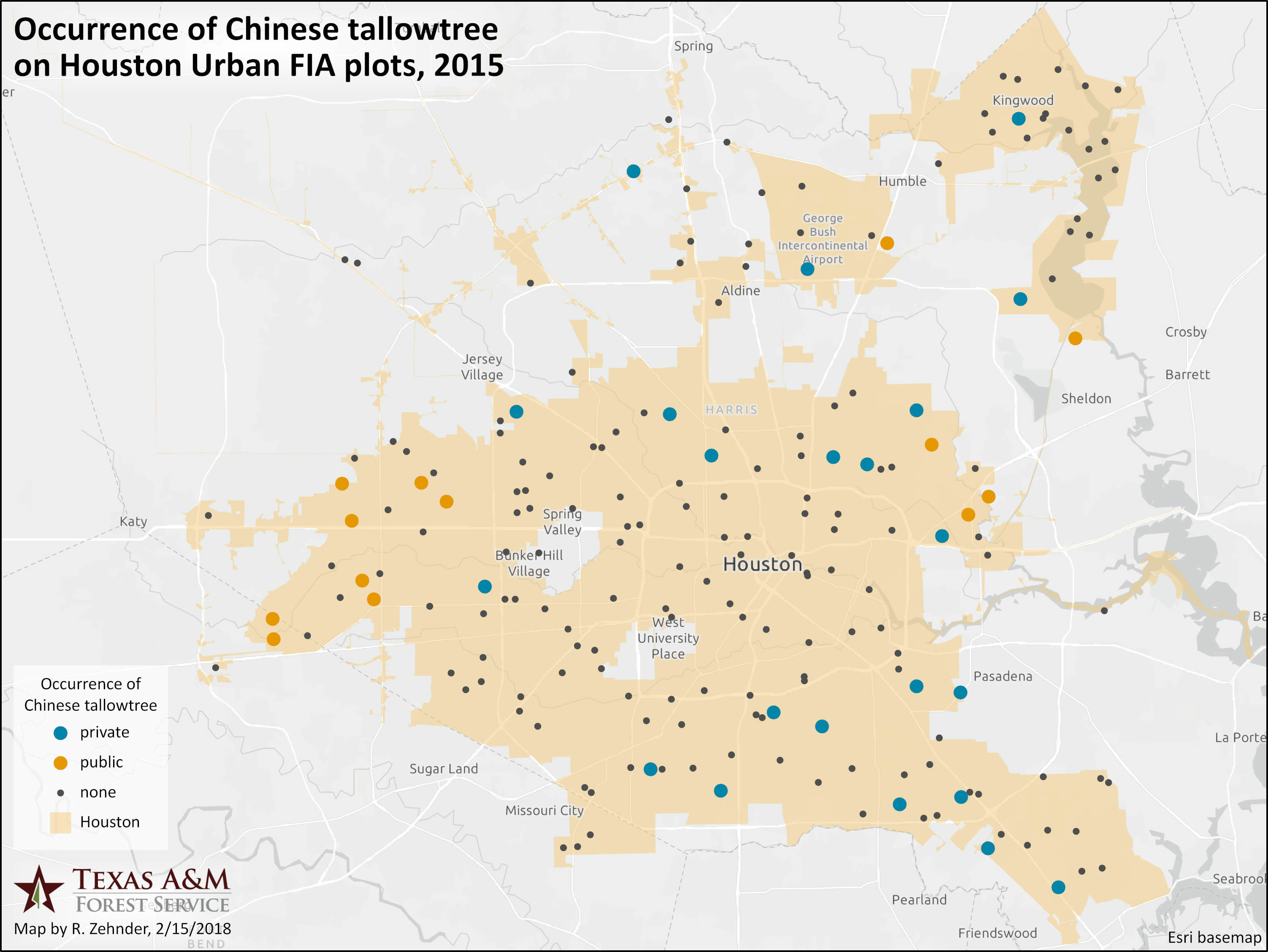 Chinese Tallow Houston 2015