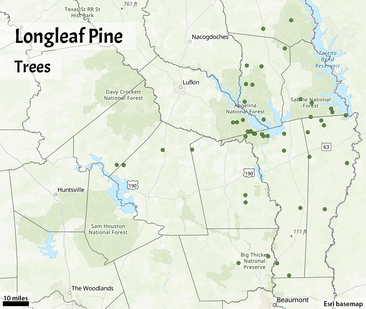 Longleaf pine trees and seedlings