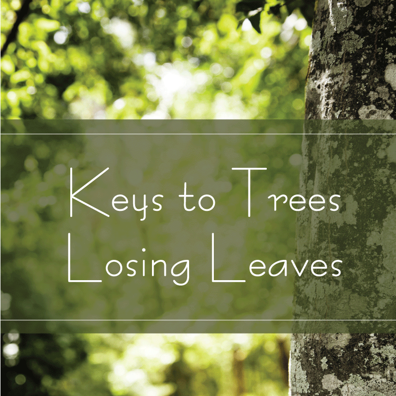 losing leaves