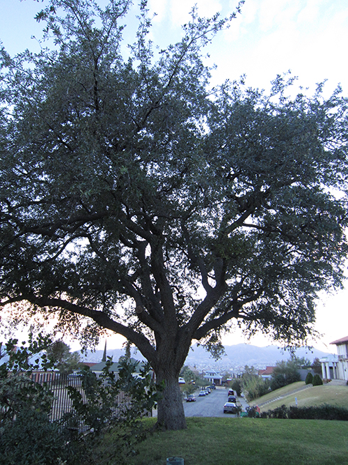 Burges Oak 2