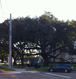 Liberty Courthouse Oak 2