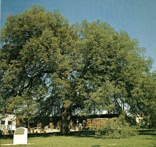 Treaty Oak-1969