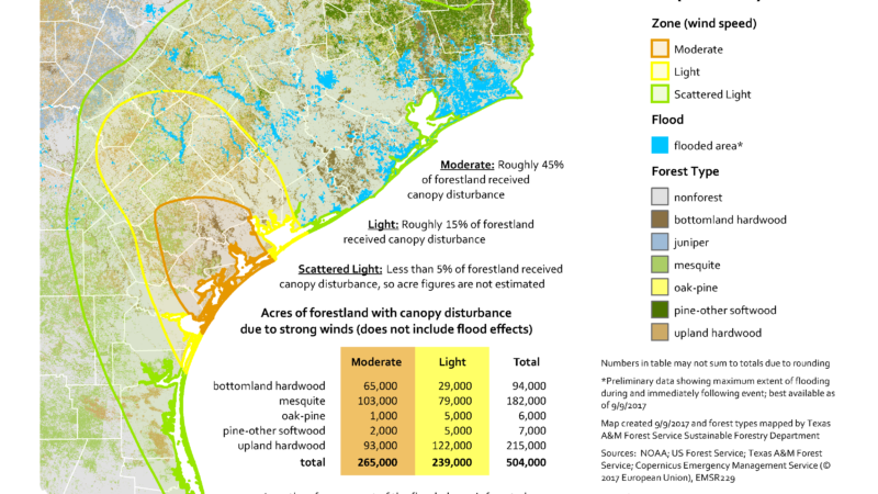 Map illustrating the impact of Hurricane Harvey on Texas forests, showing zones of canopy disturbance in various colors. Includes details of forest types and acres affected.