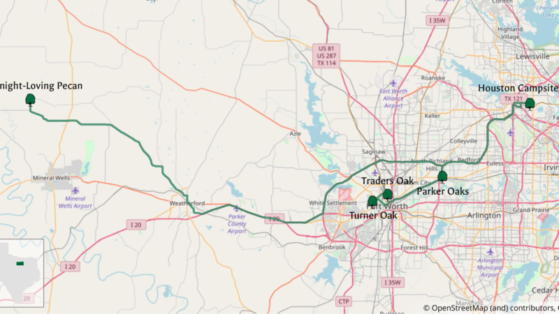 Map highlighting historical trees in Texas, including Goodnight-Loving Pecan, Houston Campsite Oak, Traders Oak, Parker Oaks, and Turner Oak.