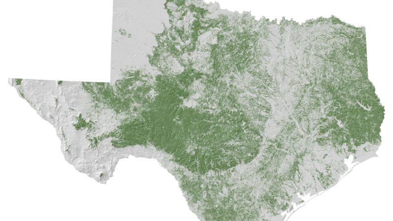 A detailed map of Texas highlighting various geographical features. The map shows elevation differences, with green areas indicating forests and vegetation, while mountainous regions are shaded differently. The coastlines and borders are clearly defined.