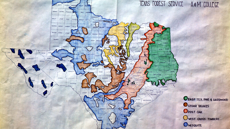 Map illustrating forest regions of Texas, highlighting various forest types in different colors. Includes East Texas Pine Hardwood, Cedar Brakes, Post Oak, West Cross Timbers, Mesquite, East Cross Timbers, and Mountain Forests.
