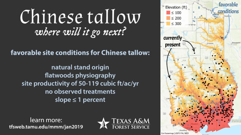 Infographic showing a map of Texas and the southeastern US, highlighting areas with favorable site conditions for Chinese tallow growth. Includes elevation levels, current presence, and site productivity details.
