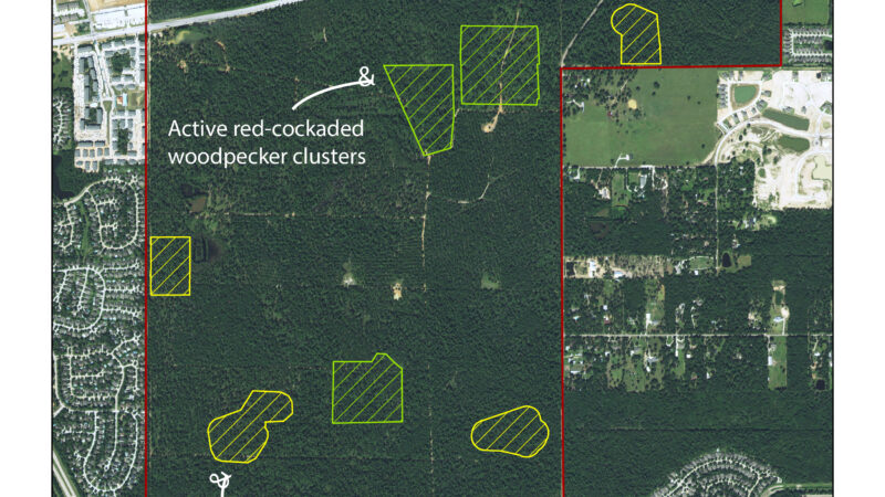 Map showing Jones State Forest with red-cockaded woodpecker clusters highlighted in green and recruitment clusters in yellow. The surrounding area includes roads and buildings.