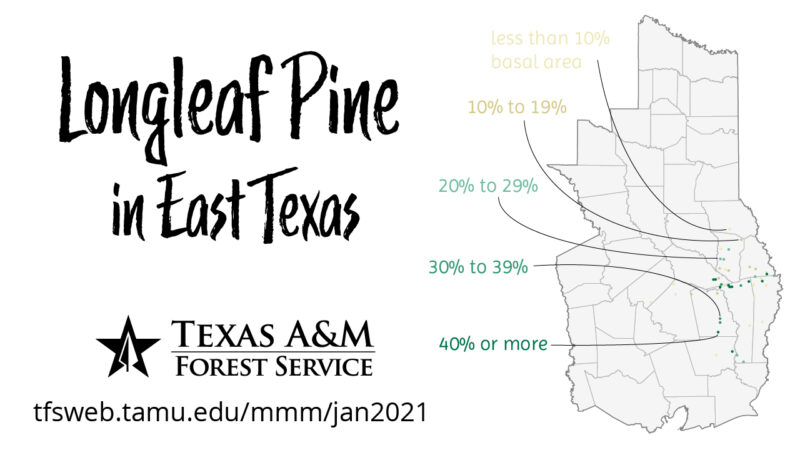 Map indicating the distribution and density of longleaf pine across the region.