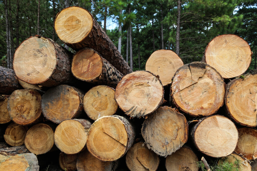 A stack of logs.