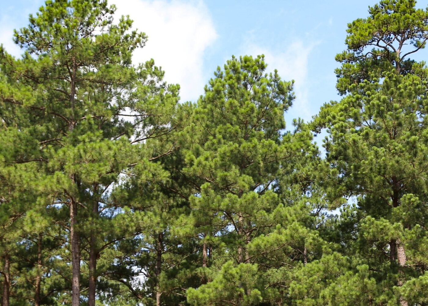 Large loblolly pines with blue sky