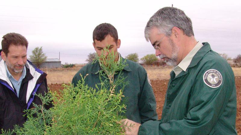 Bill Oates works with trees