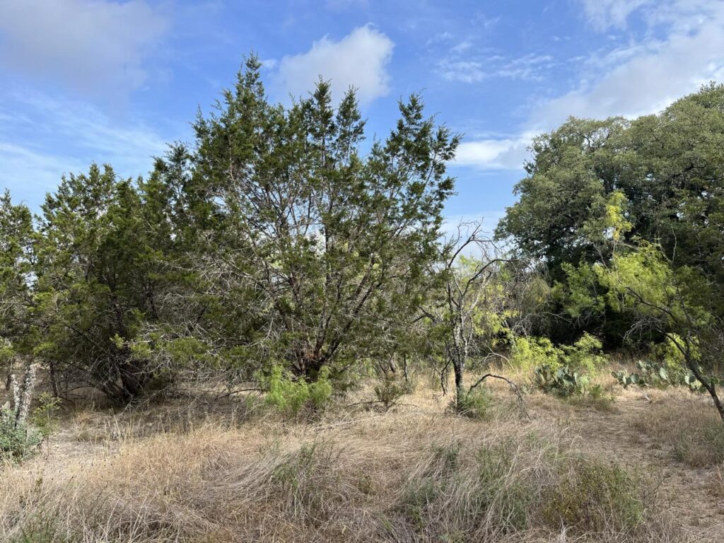 Thick brush and grass area