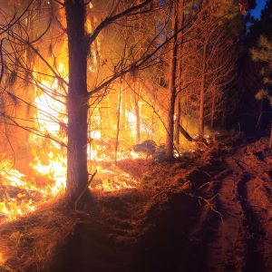 January 2022 wildfire activity