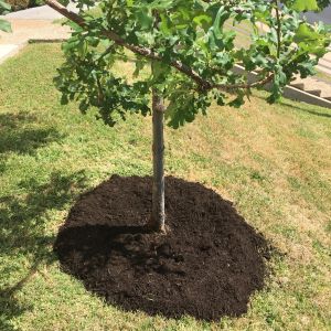 Young tree with mulch